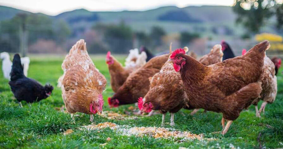 Organic Chicken Feed Recipe How To Make Cheap Organic Feed