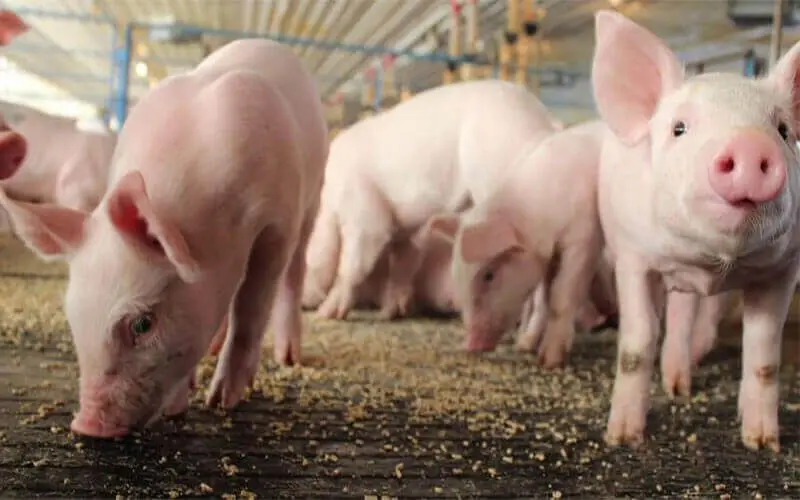 ingredients for pig feed formulation