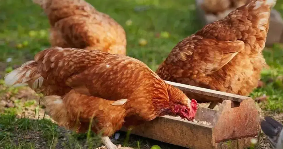 mixing your own chicken feed