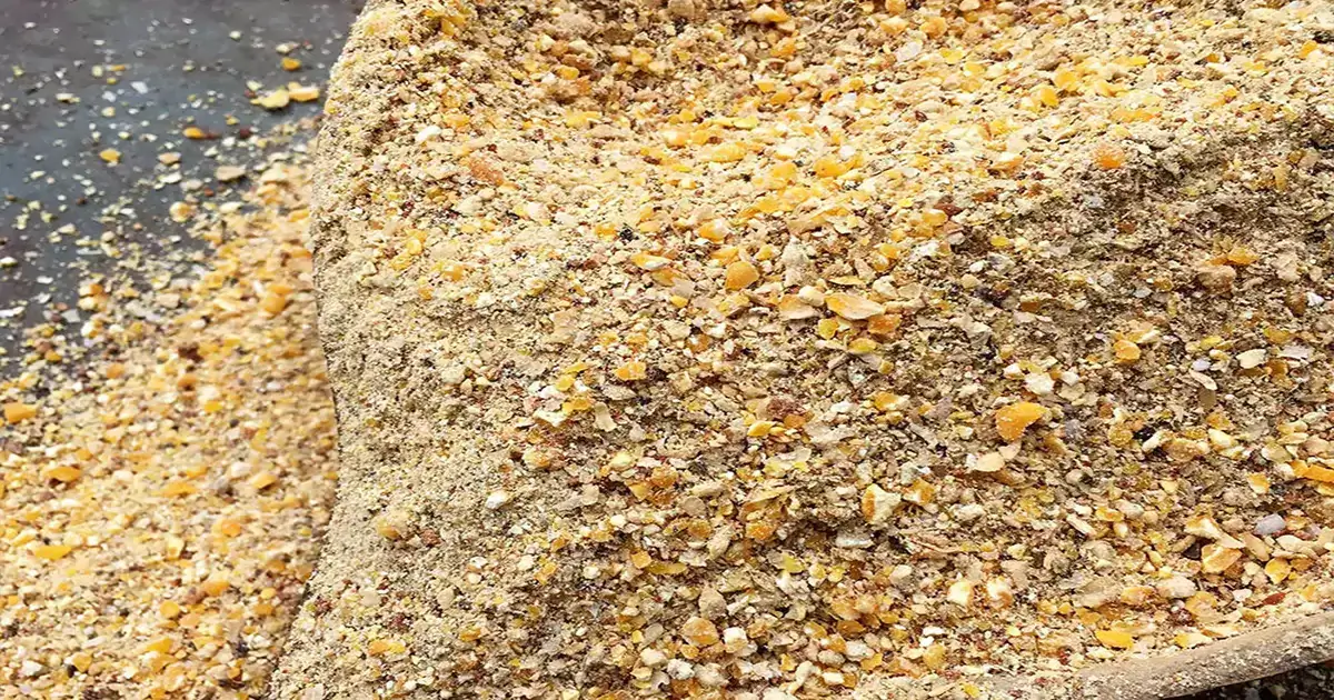 organic chicken feed ingredietns for layers