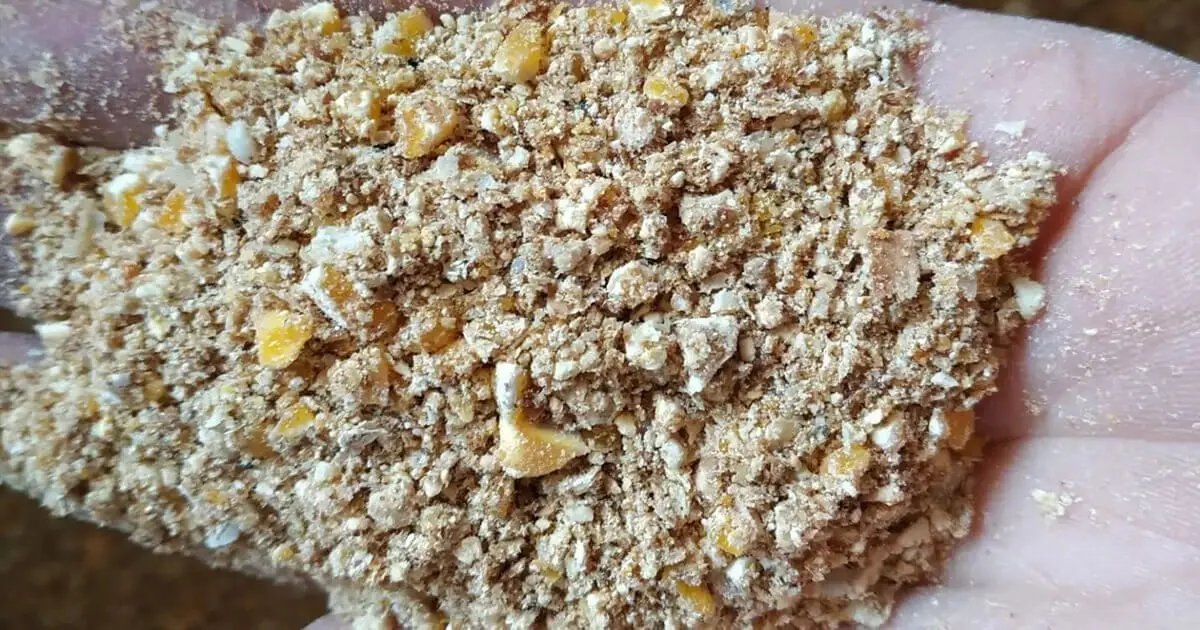 poultry feed ingredients for layers