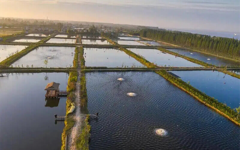 Tilapia Feed Ingredients Best Tilapia Fish Feed Formulation