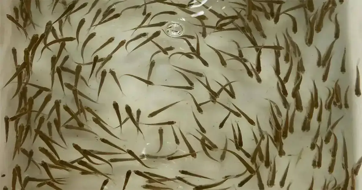 How Often To Feed Fish Fry