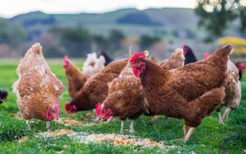 what ingredients are in chicken feed