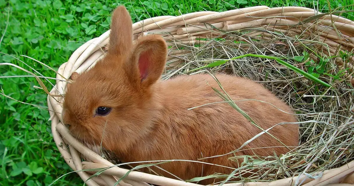 Feeding Your Rabbit What To Feed And What Not To Feed