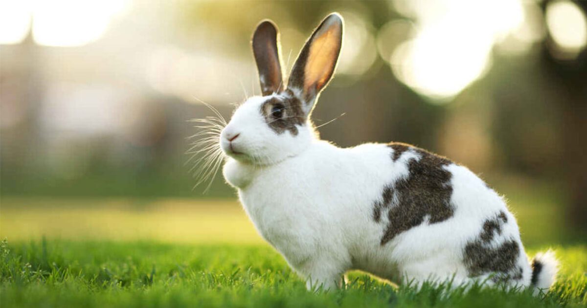 Feeding Your Rabbit What To Feed And What Not To Feed