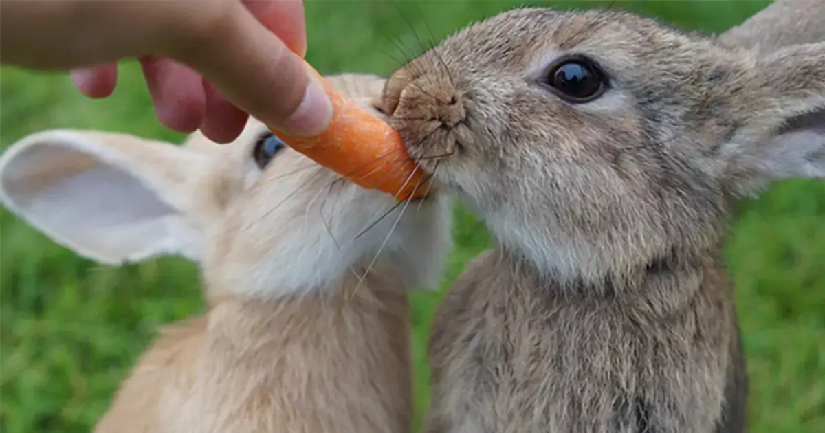 Feeding Your Rabbit What To Feed And What Not To Feed