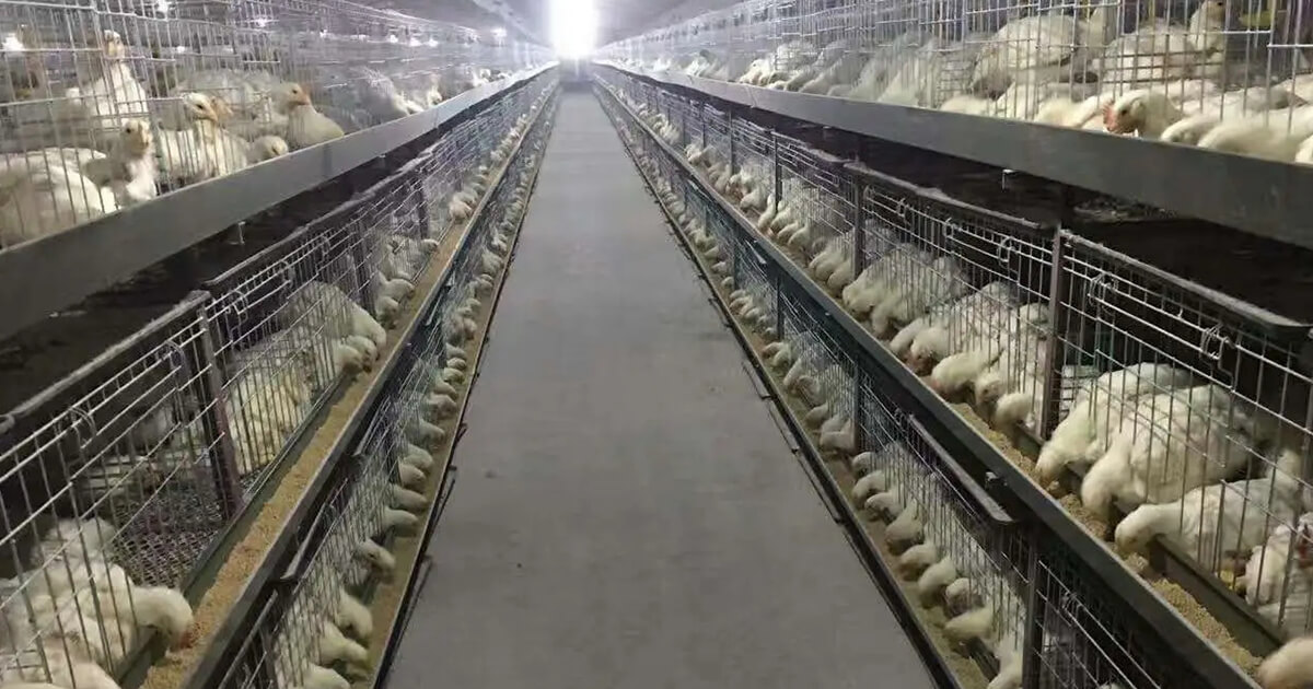 How To Keep Chickens Warm In Cold Winter At Night By 6 Tips