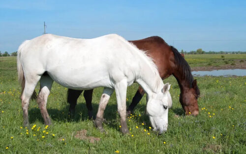 how to make horse feed