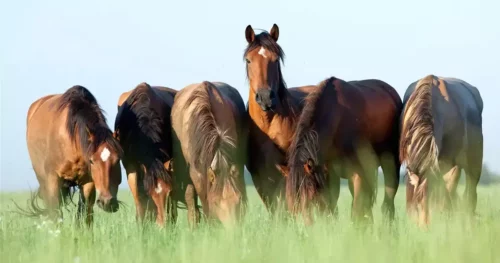 how to make horse feed pellets