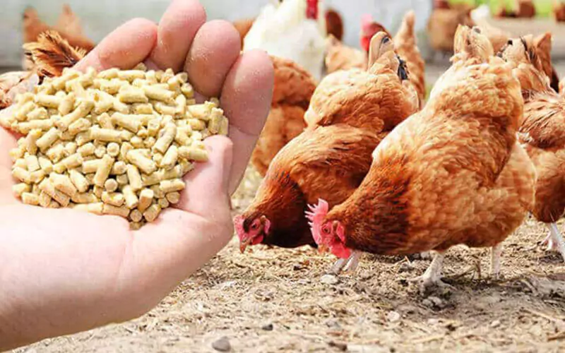 What are the main ingredients in broiler feed How to make cheap broiler feed What is the feed ratio for broiler chickens