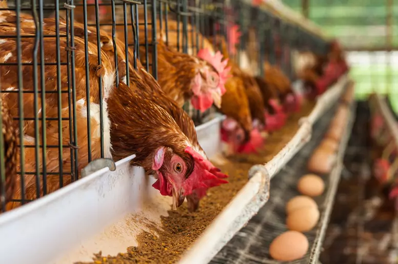 Nutritional Requirements for Layers