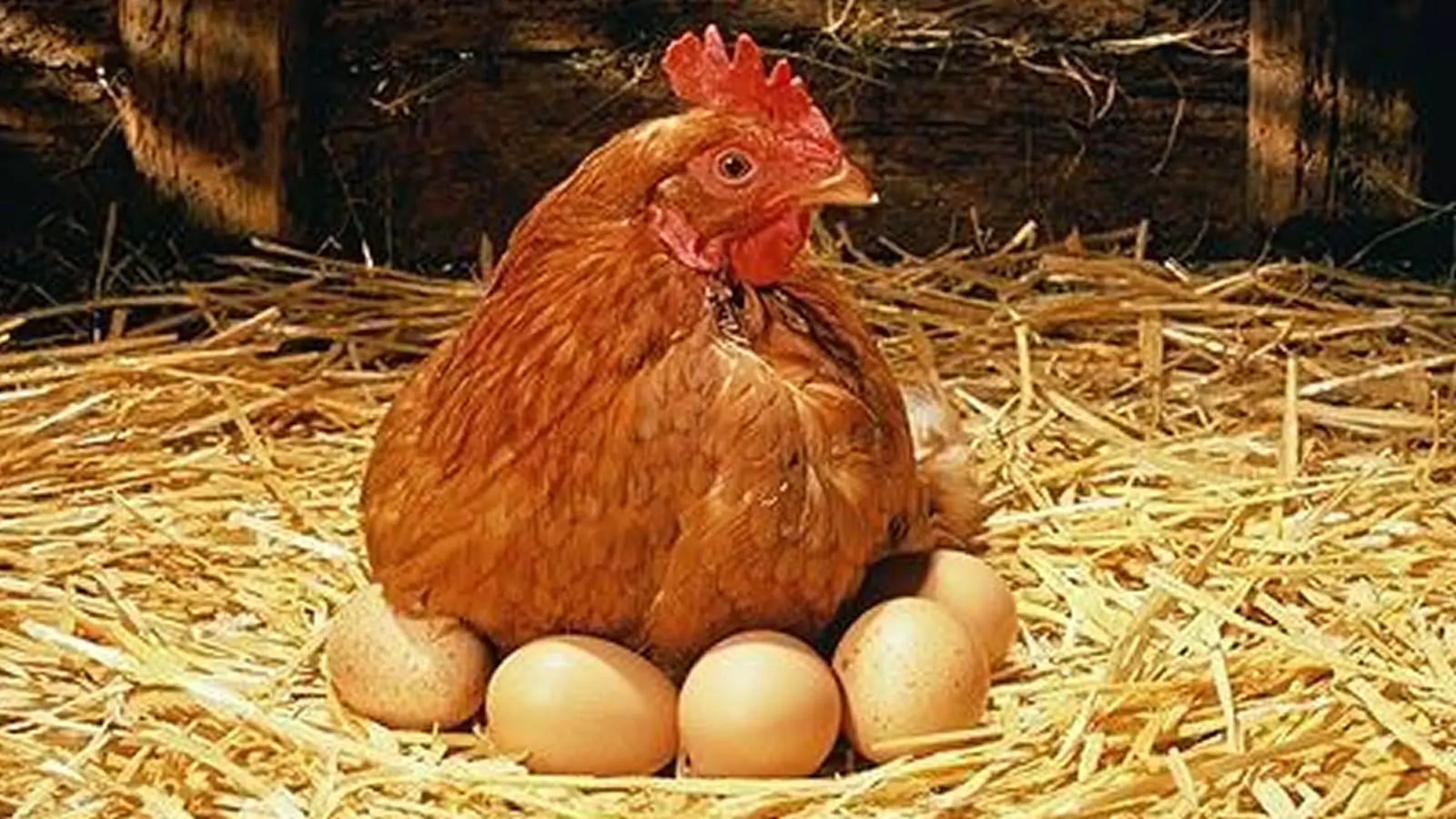 Organic Layer Feed Formulation