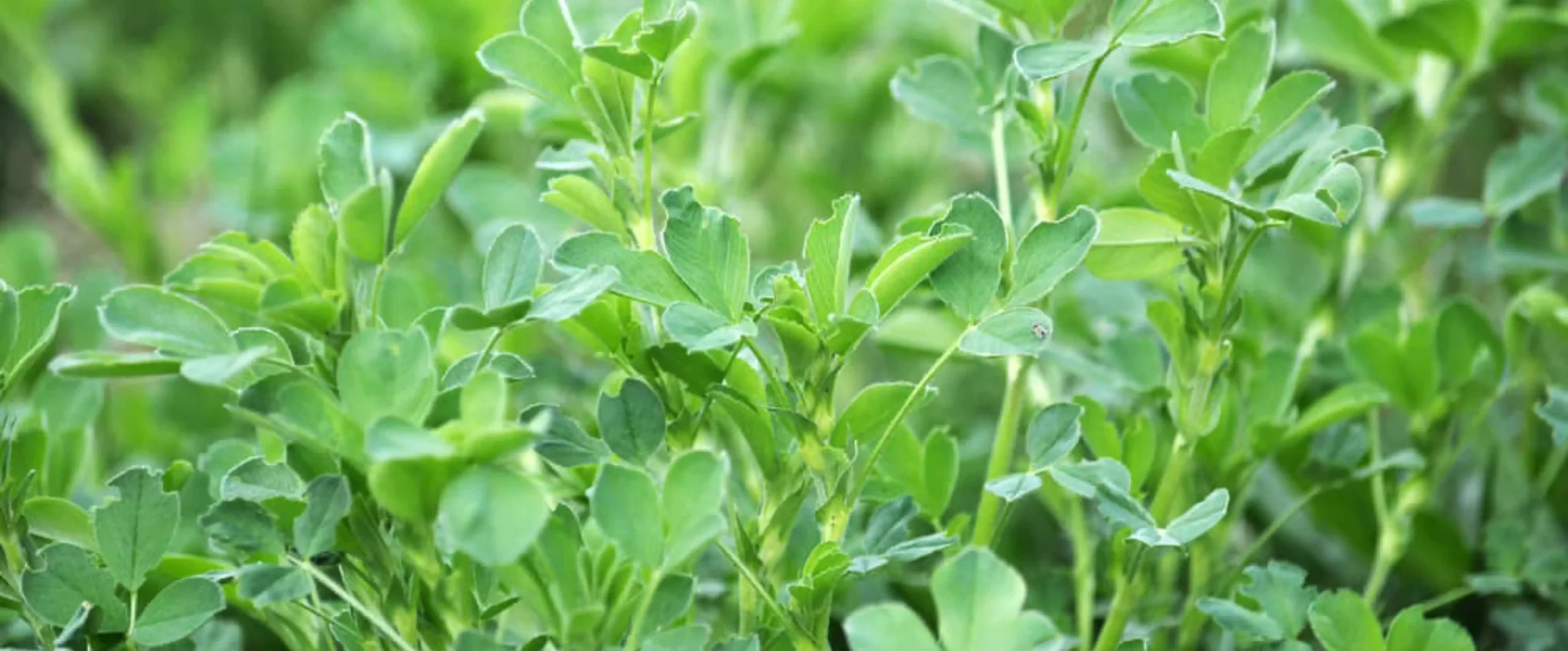 alfalfa pellets for feed
